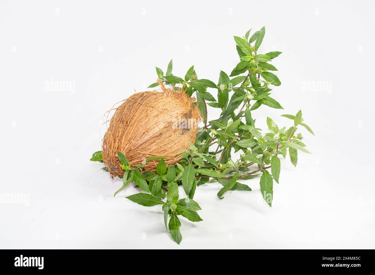 Falso Daisy o Eclipta Alba con cocco. Utilizzato come cura naturale dei capelli. Olio di ricrescita dei capelli, olio dei capelli di Bhringaraj. Foto Stock