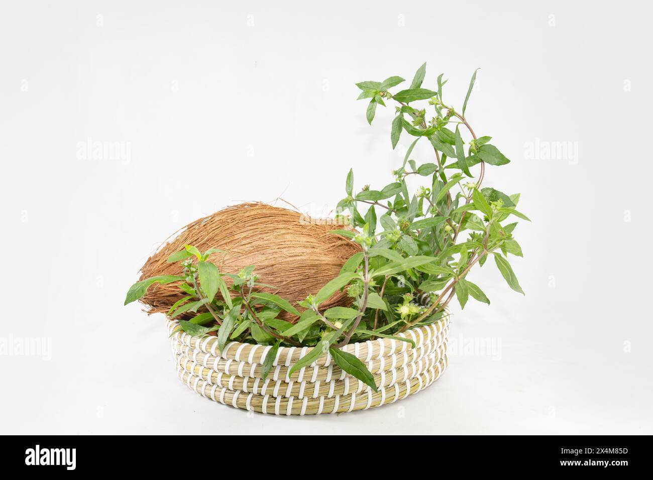 Falso Daisy o Eclipta Alba con cocco. Utilizzato come cura naturale dei capelli. Olio di ricrescita dei capelli, olio dei capelli di Bhringaraj. Foto Stock