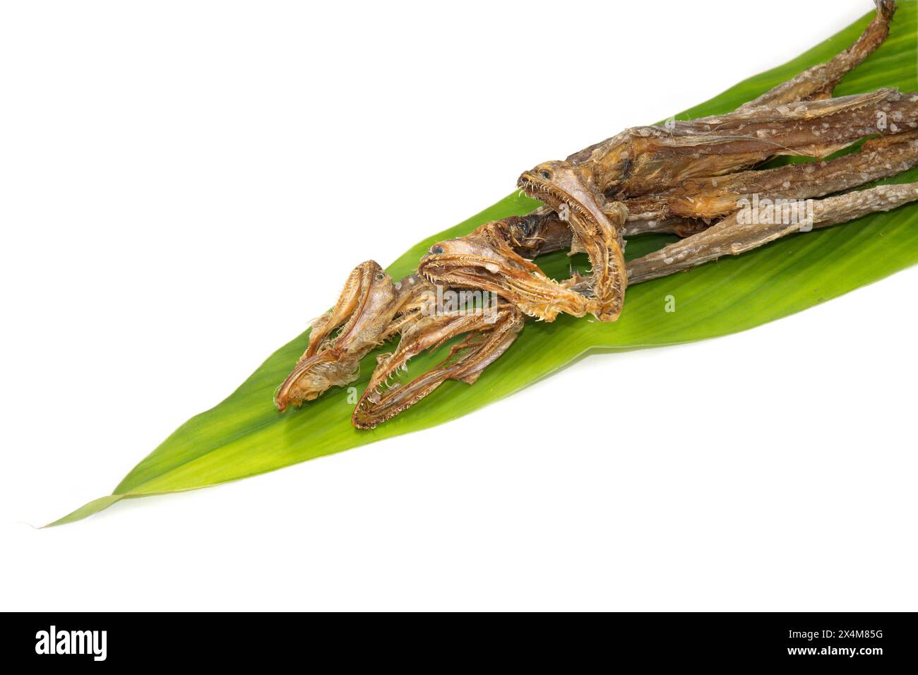 Pesci di mare secco anatra di Bombay, bummalo, bomil e boomla sono una specie di pesci lucertola o pesce lota. Loitta secca su foglia di turmaria. Foto Stock