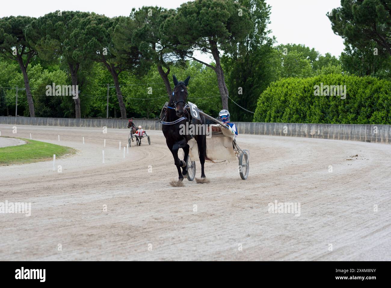 Scaldarsi prima della corsa al trotto, cavallo e fantino sul fangoso in azione sulla pista di sabbia dell'Ippodromo di Padova, Italia. Foto Stock