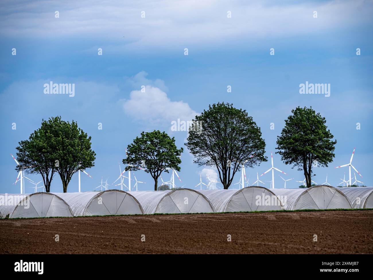 L’agricoltura, vaste superfici con tunnel di lamina, per la coltivazione di fragole, a sud di Lövenich, appartiene a Erkelenz, nel distretto di Heinsberg, parco eolico, Foto Stock