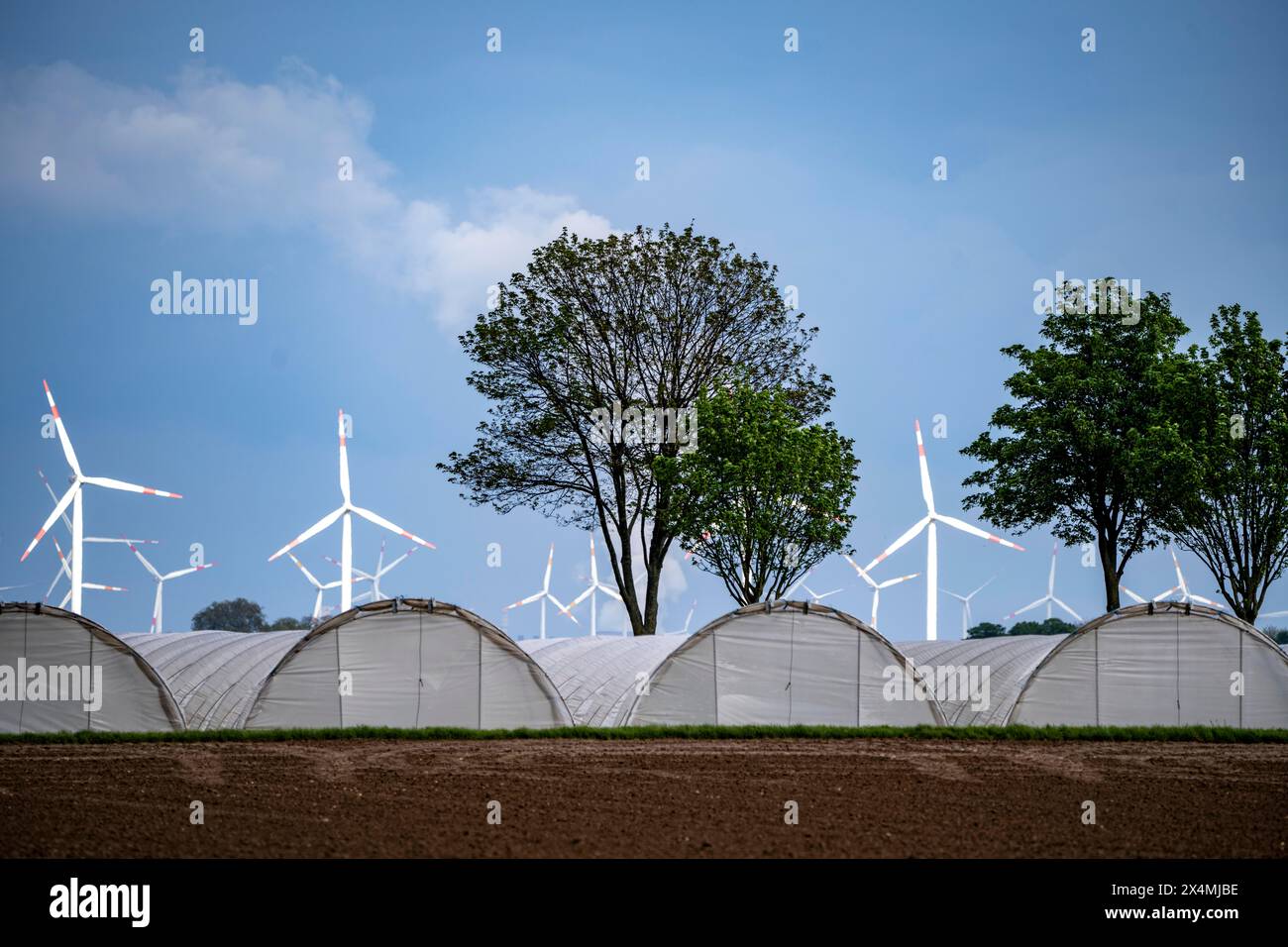 L’agricoltura, vaste superfici con tunnel di lamina, per la coltivazione di fragole, a sud di Lövenich, appartiene a Erkelenz, nel distretto di Heinsberg, parco eolico, Foto Stock