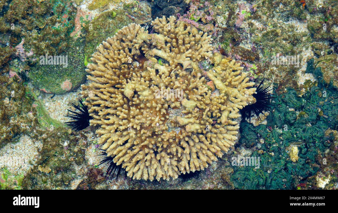 Corallo cerebrale è un nome comune dato a vari coralli delle famiglie Mussidae e Merulinidae Foto Stock