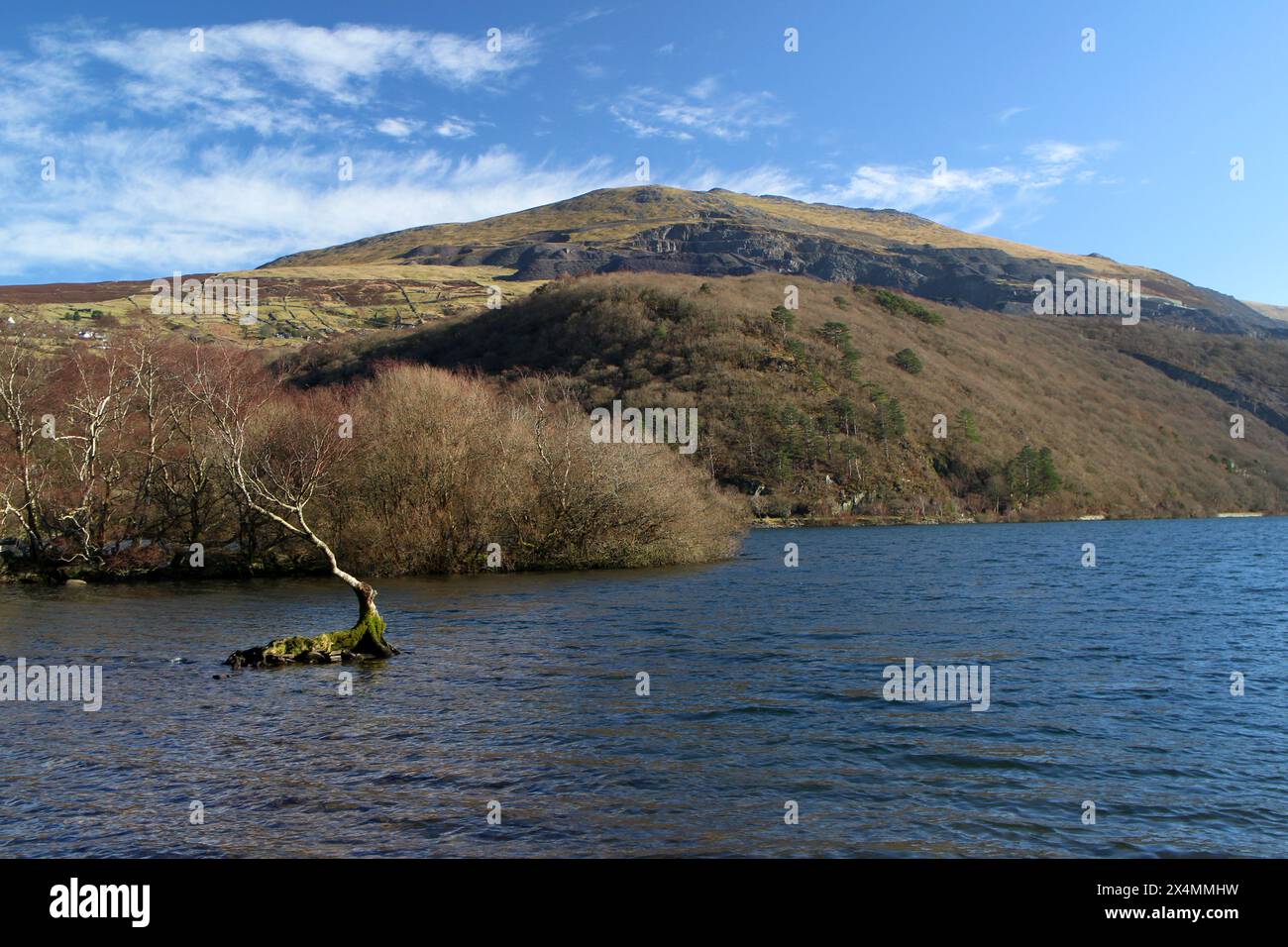 L'albero solitario, llyn Padarn, Snowdonia Foto Stock