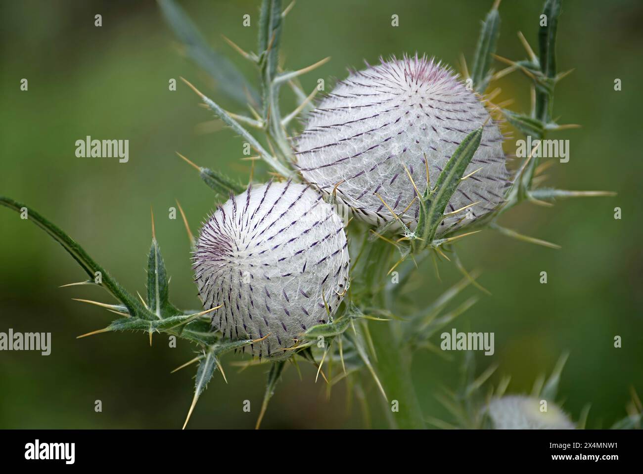 Lanosi Thistle (Cirsium eriophorum), germoglio di fiore Foto Stock
