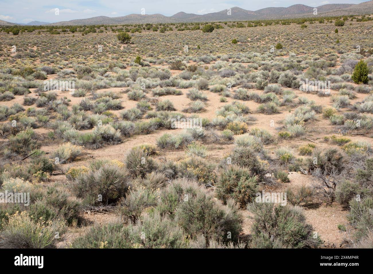 Great Basin Desert, Bristol Wells Historic District, Caliente District Bureau of Land Management, Nevada Foto Stock