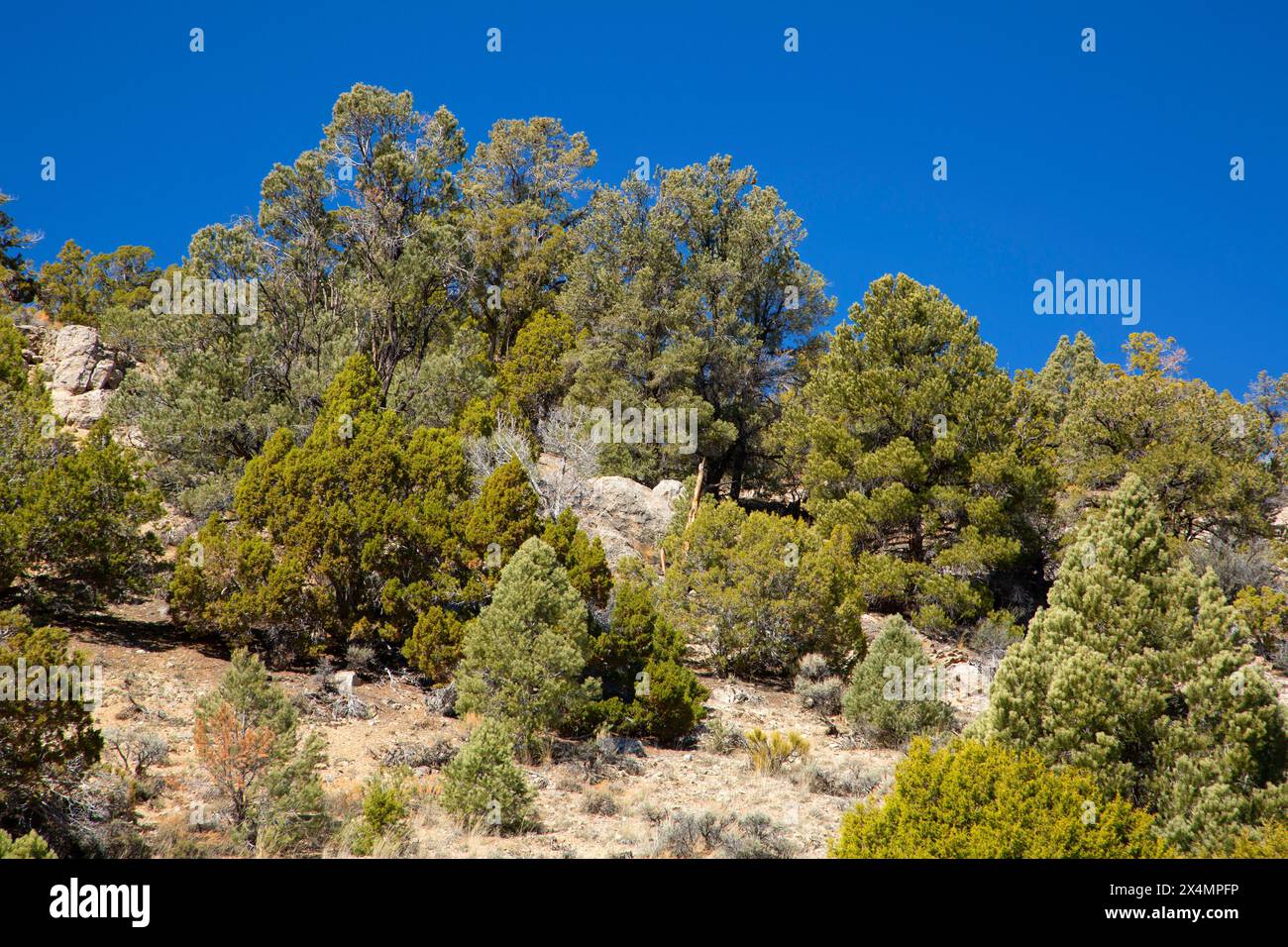 Pineta di ginepro-pinyon, Cave Lake State Park, Nevada Foto Stock