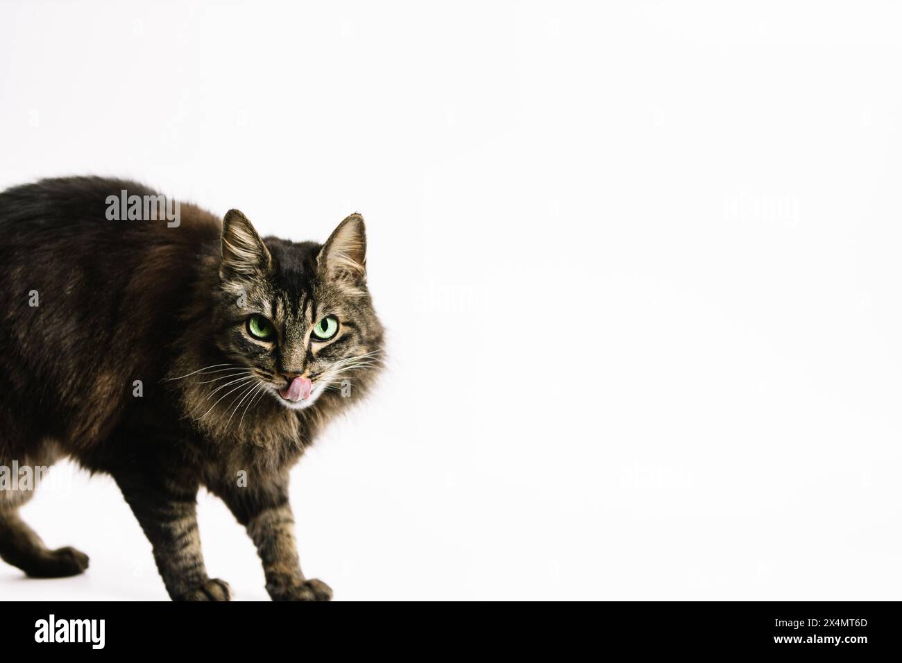 Foto orizzontale un affascinante gatto tabby si lecca le labbra, sfavillanti occhi verdi e un pizzico di malessere, ambientato su uno sfondo bianco minimalista. Foto Stock