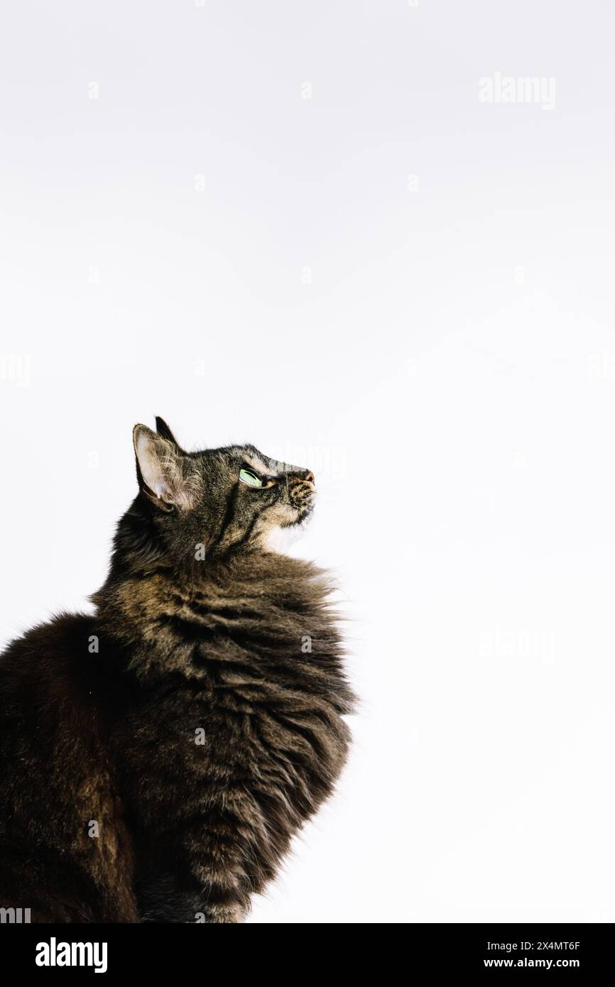 Foto verticale Ritratto artistico di un gatto tabby con pelliccia lussuosa e occhi verdi vividi, guardando verso l'alto con un'aria di eleganza contro un minimalista Foto Stock