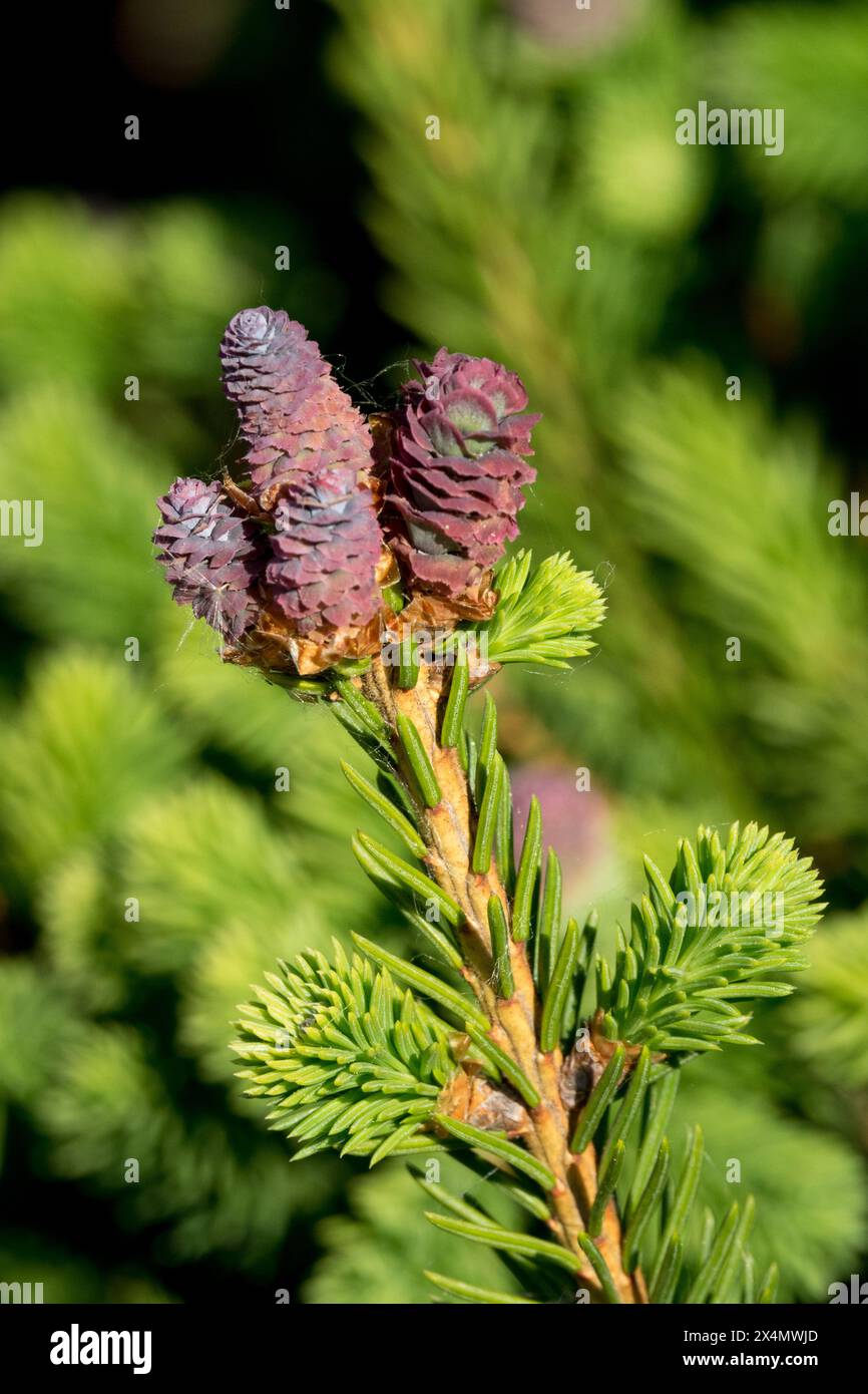 Picea abbraccia i coni femminili "Pusch" Foto Stock