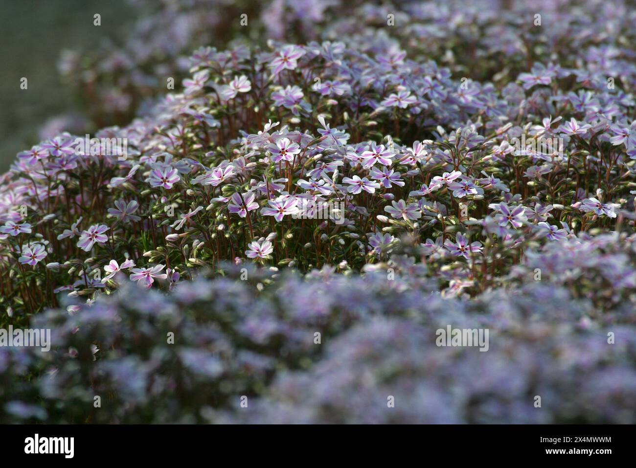 phlox rosa, Phlox subulata fioritura in un giardino a Zagabria, Croazia Foto Stock
