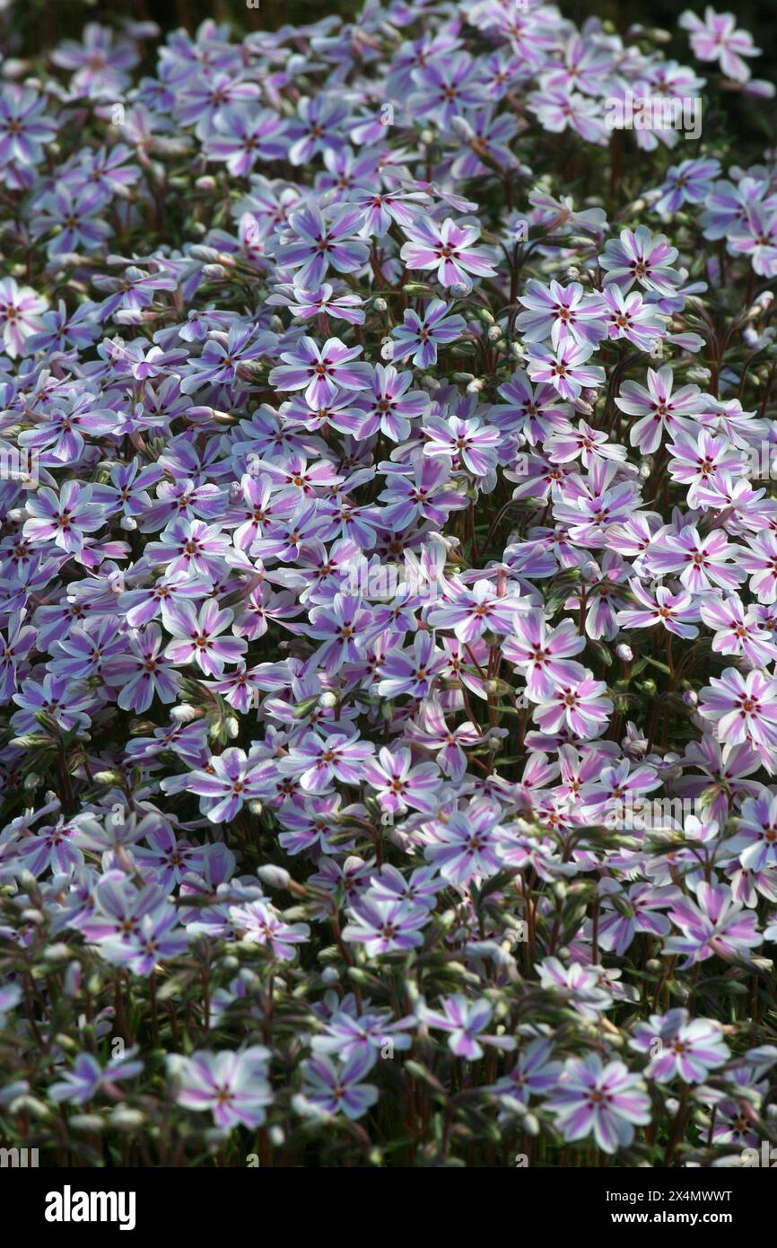 phlox rosa, Phlox subulata fioritura in un giardino a Zagabria, Croazia Foto Stock