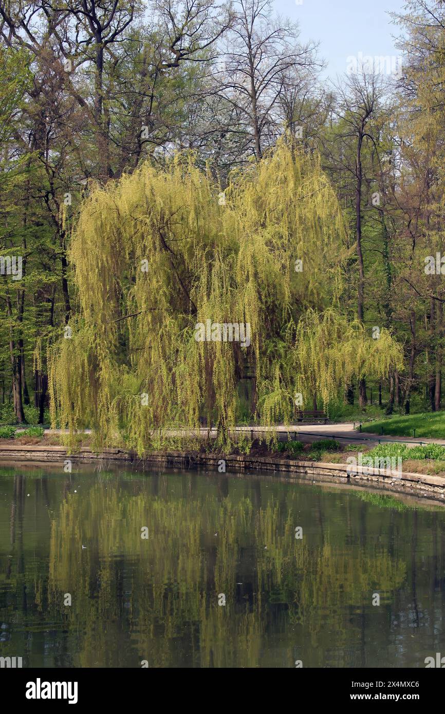 Salice piangente al Maksimir Forest Park di Zagabria, Croazia Foto Stock