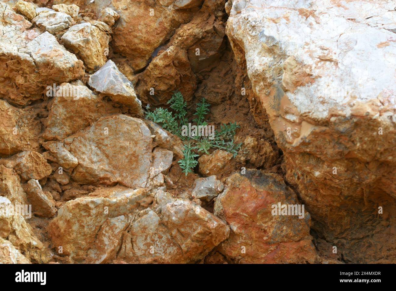 Pianta che cresce attraverso una pietra, isola di pag, Croazia Foto Stock