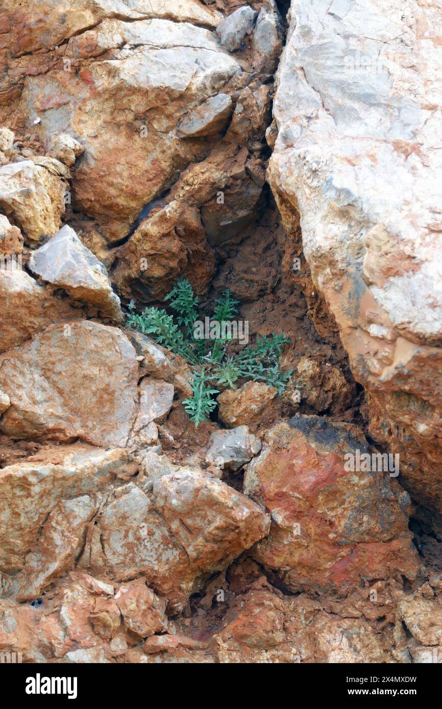 Pianta che cresce attraverso una pietra, isola di pag, Croazia Foto Stock