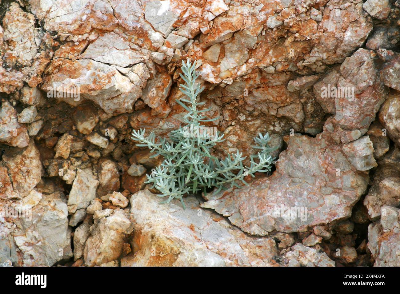 Pianta che cresce attraverso una pietra, isola di pag, Croazia Foto Stock