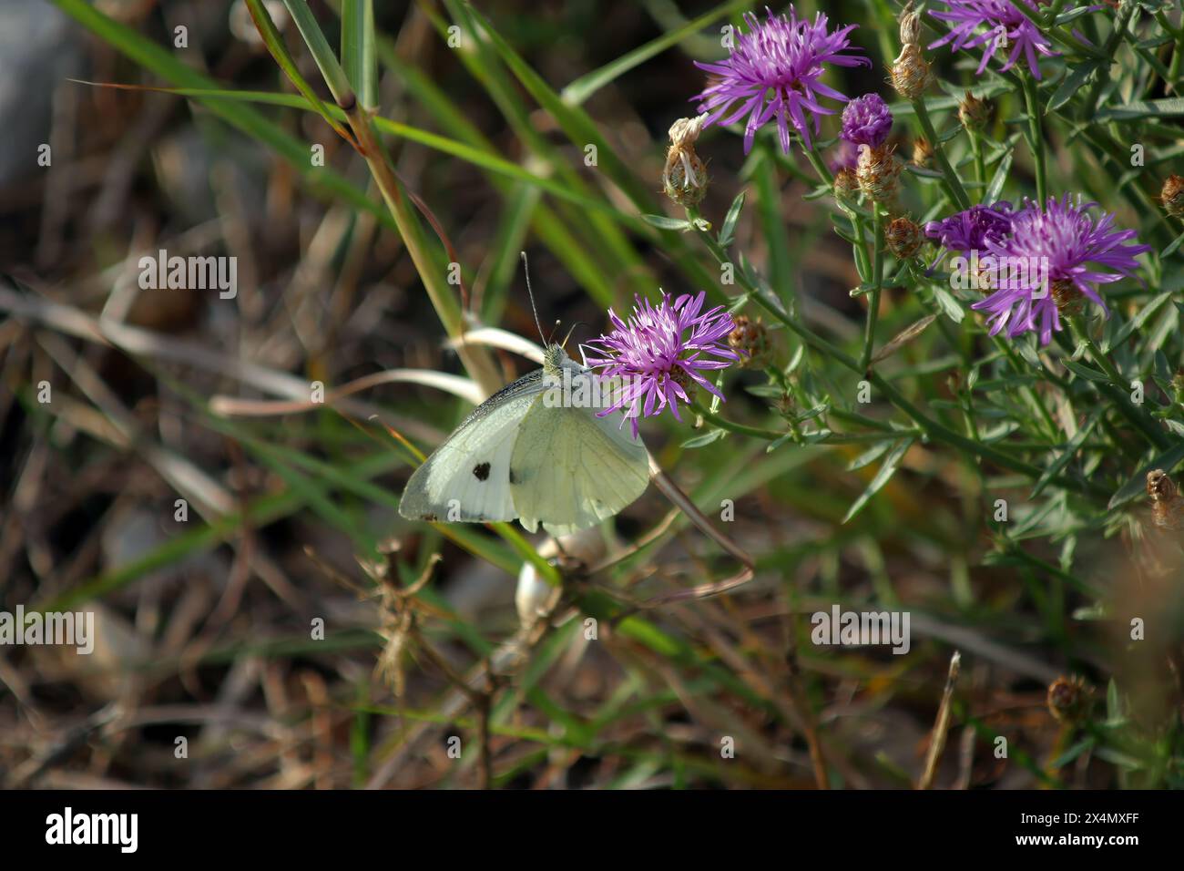 Una farfalla che sorseggia il nettare da un fiore Foto Stock