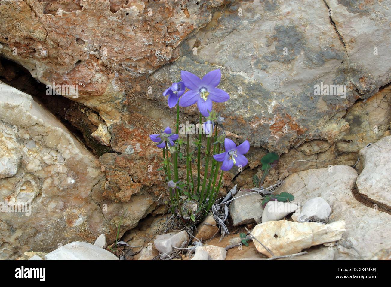 Pianta che cresce attraverso una pietra, isola di pag, Croazia Foto Stock