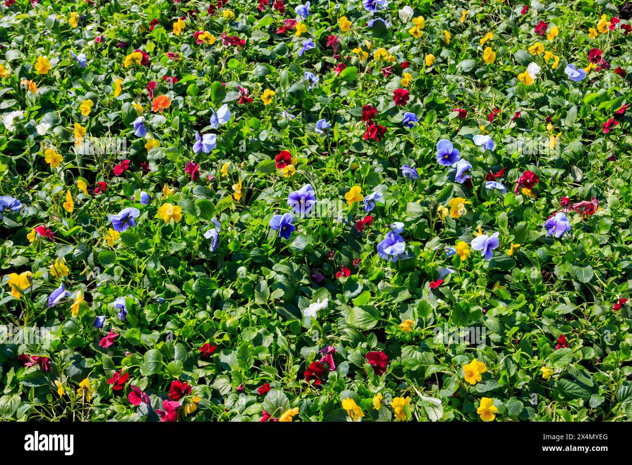 Aiuole di fiori di pansia multicolori (Viola Tricolor) Foto Stock