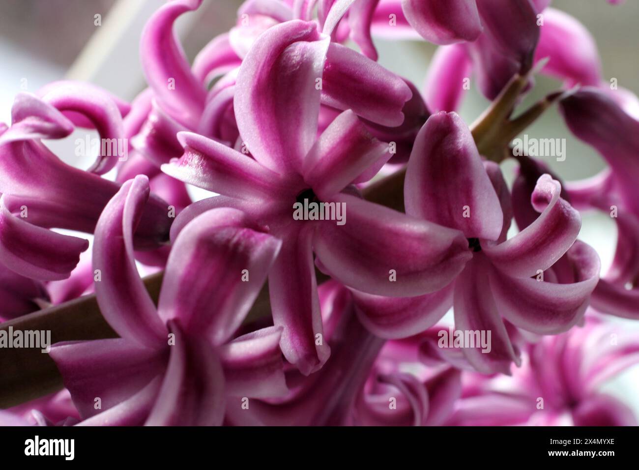 Rosa fiori di giacinto closeup Foto Stock