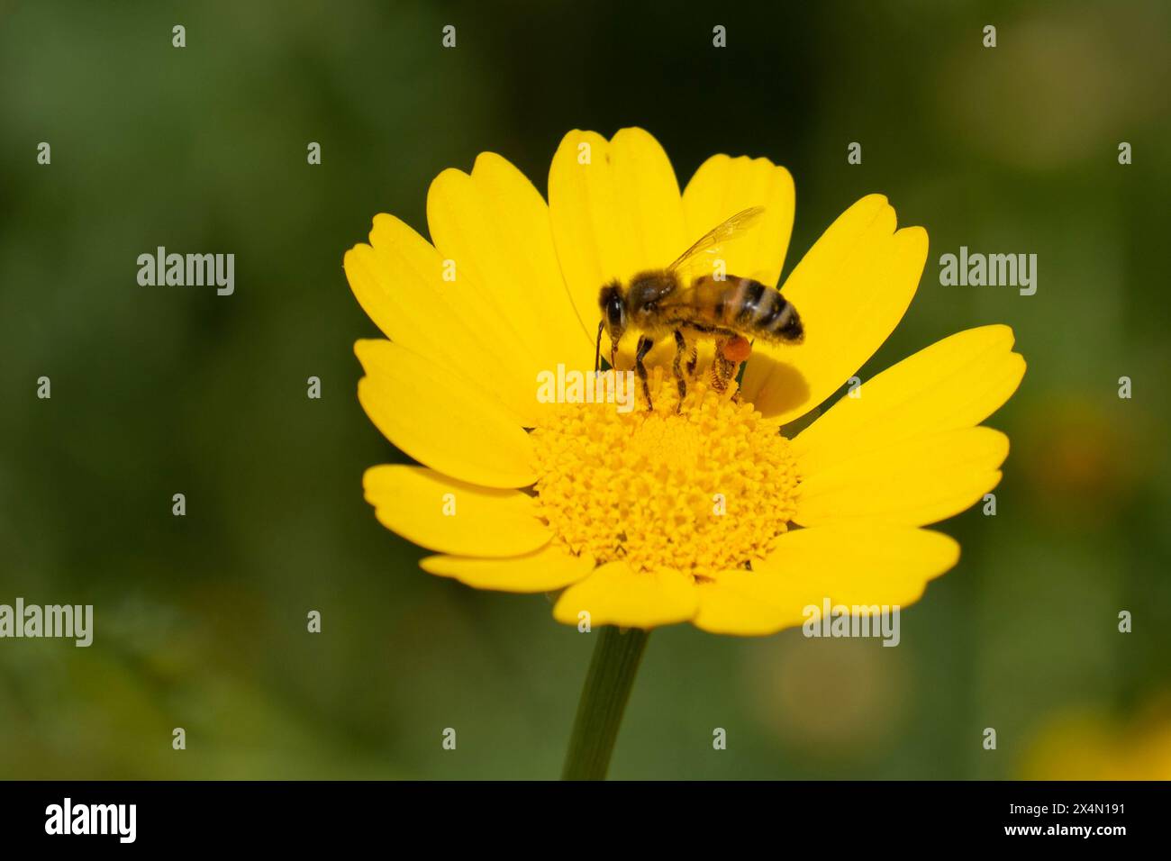 Un'ape di miele, il suo corpo è stato spolverato di giallo con polline e i suoi cesti di polline pieni, appollaiati in cima a una margherita di corona selvatica in una giornata di sole. Foto Stock