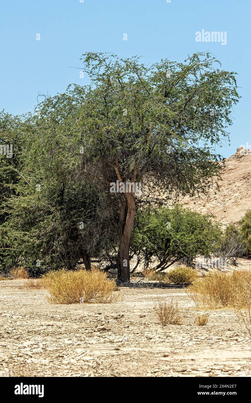 Alberi di Ana o alberi di Anabaum nell'effimero fiume Swakop che attraversa il deserto del Namib. Foto Stock