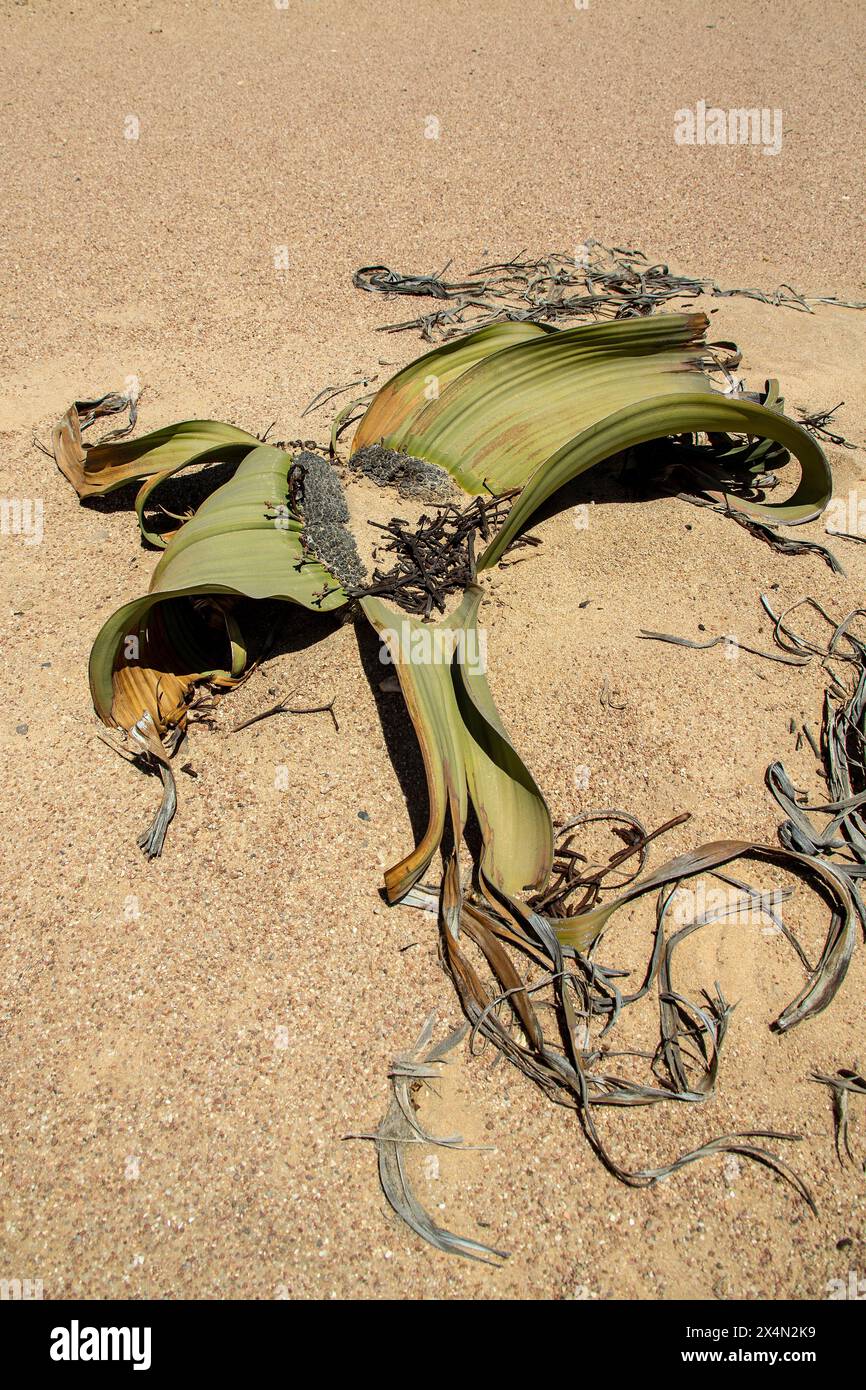 La Welwitschia Mirabilis a crescita lenta con coni maschi, una pianta di oltre mille anni, che cresce nella zona costiera del deserto del Namib. Foto Stock