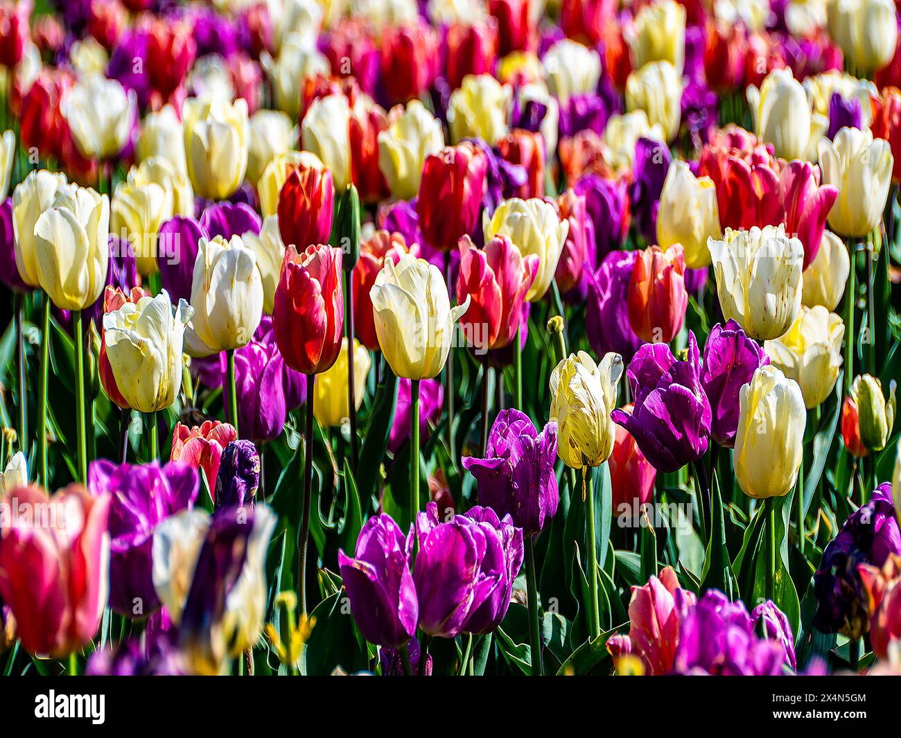 Pastello Mix Tulips in una luminosa mattina primaverile. Foto Stock