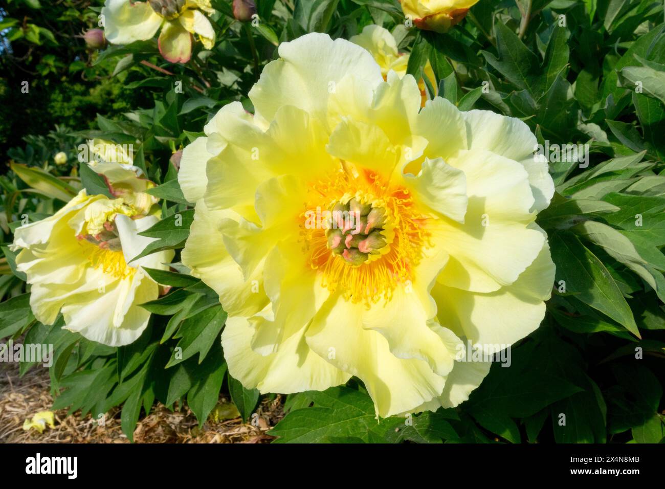 Teste di fiori Yellow Paeonia "Garden Treasure", intersezionale Itoh Peony Paeonia Hybrid Foto Stock