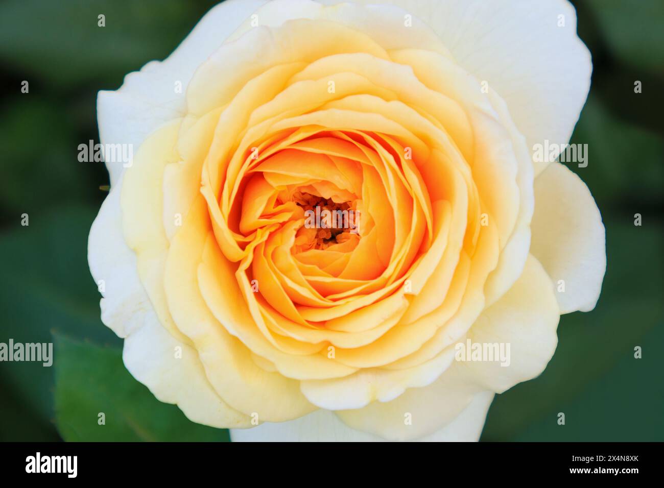Primo piano, bellissime rose in giardino Foto Stock