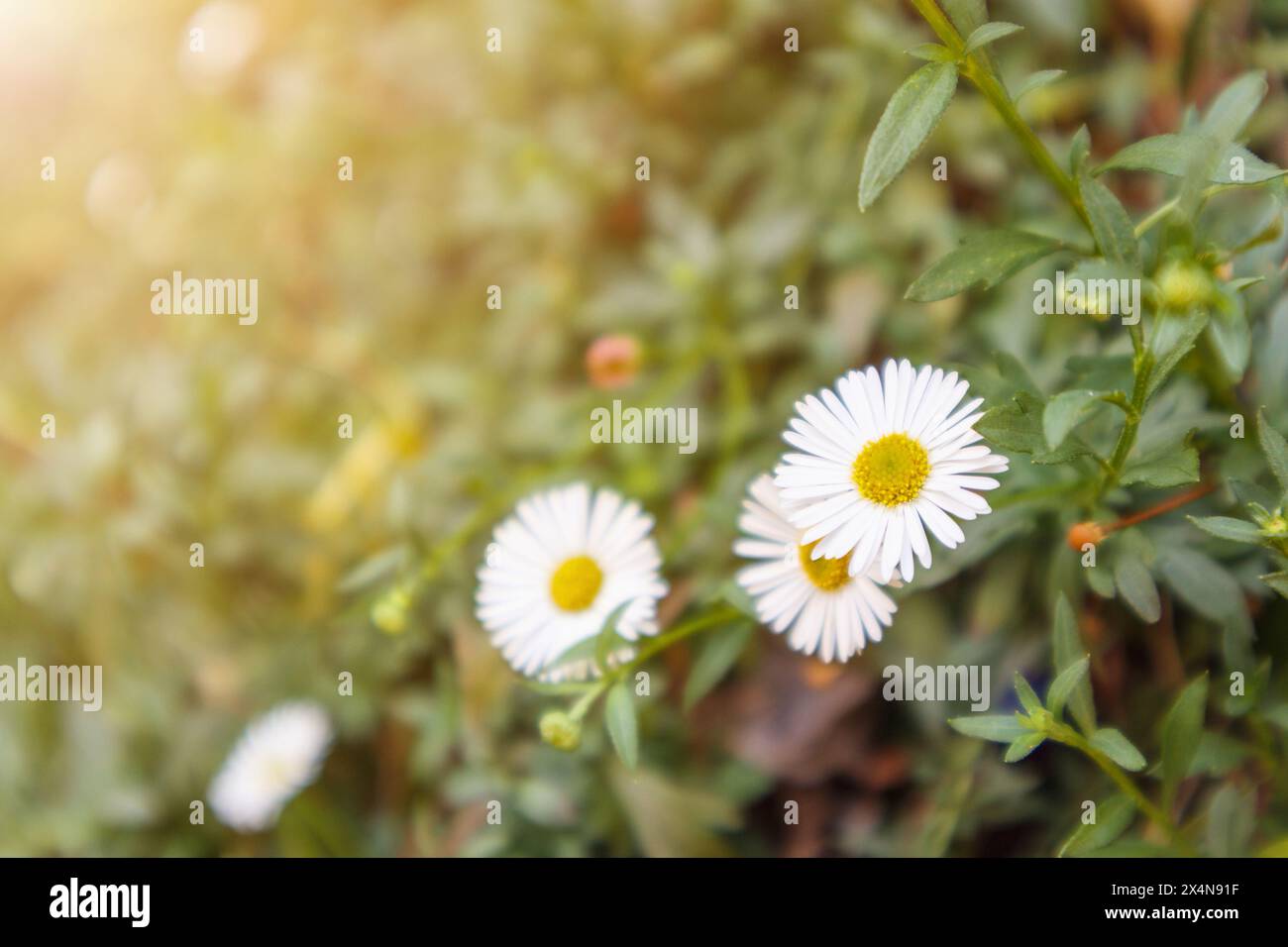 Bellissimo campo di fiori margherite su prato verde Foto Stock
