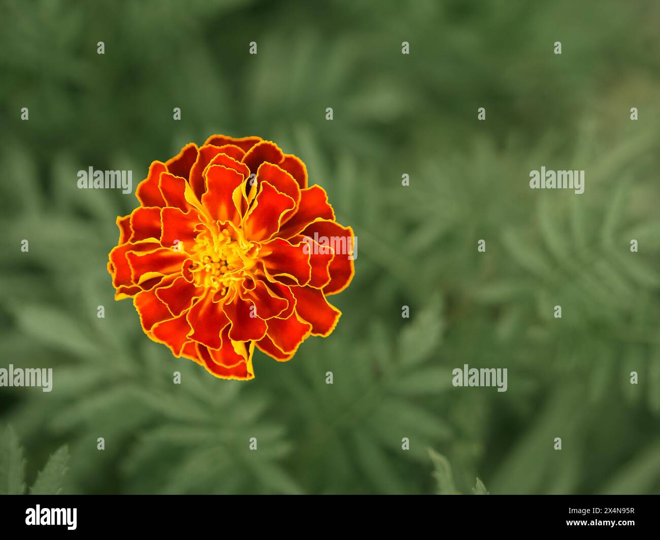 L'immagine cattura gli intricati dettagli di una calendula fiorente in mezzo a una vegetazione lussureggiante; perfetta per gli amanti del giardino o per i contenuti a tema naturale. Foto Stock