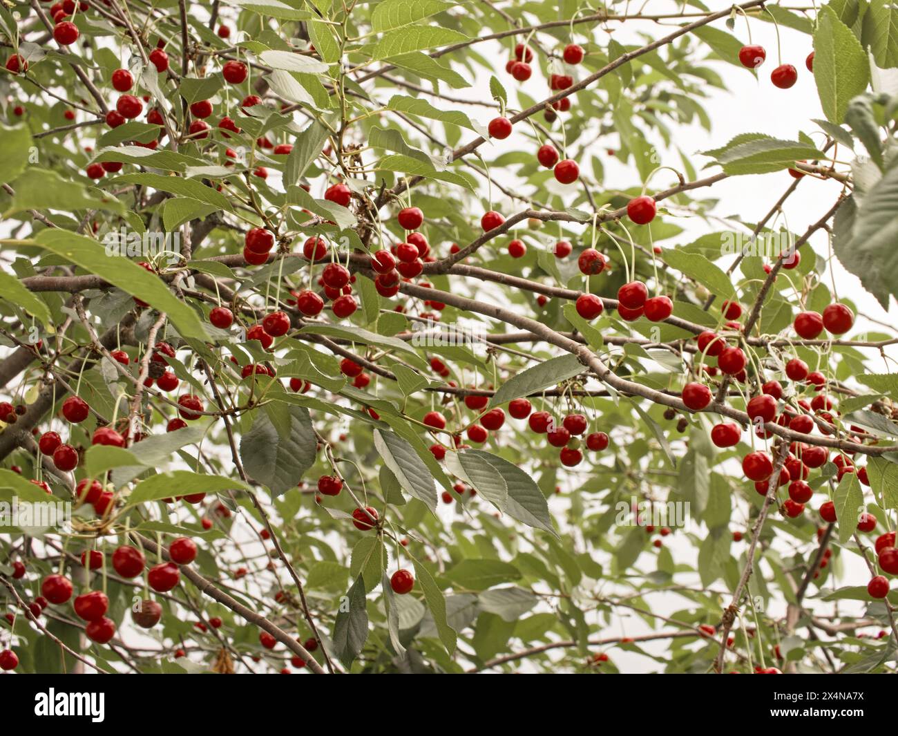 Le ciliegie mature adornano i rami degli alberi, circondate da foglie lussureggianti; un simbolo della generosità estiva e della generosità della natura. Foto Stock