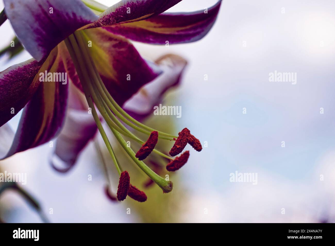 Immagine dettagliata di un fiore di giglio, che mostra un mix di tonalità bianche e viola sui suoi petali, con spiccate stami che si estendono verso l'esterno. Perfetto per il giardino Foto Stock