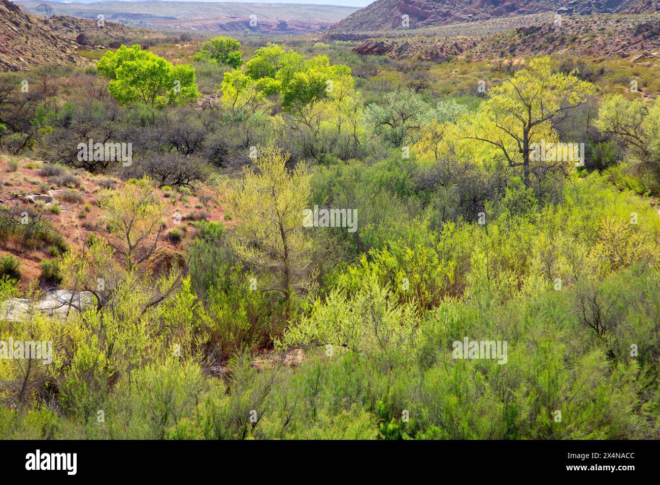 Fort Pearce Wash, Fort Pearce Historic Site, St. George Bureau of Land Management, Utah Foto Stock