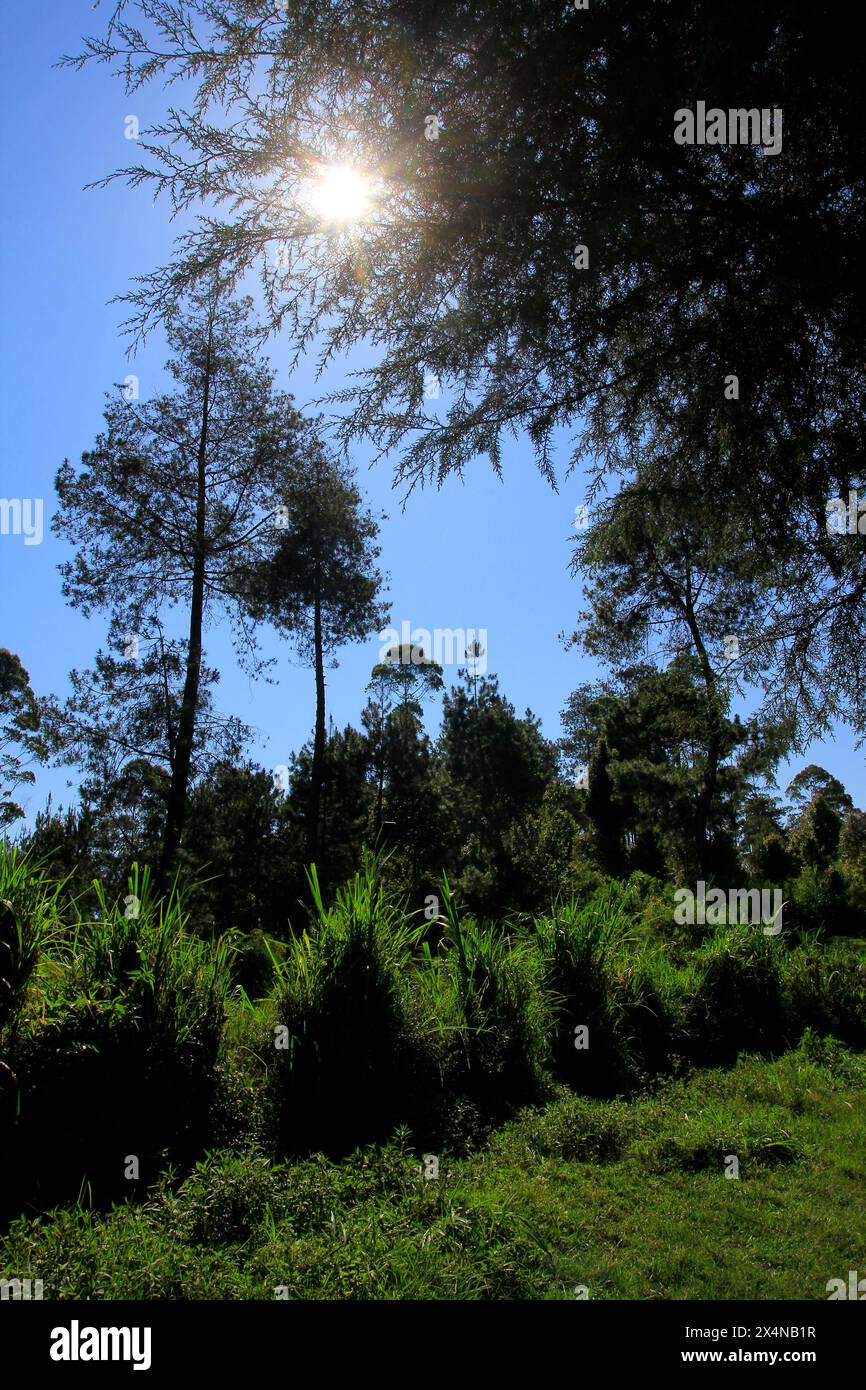 Il caldo rovente nella regione intorno al lago Cisanti è verde e lussureggiante. Foto Stock
