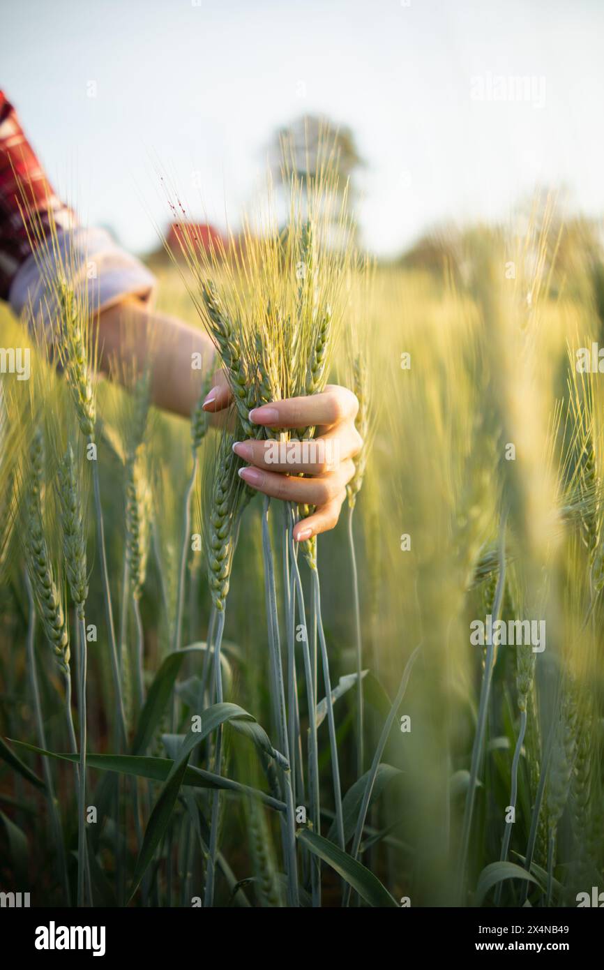 Una giovane donna era felicemente nel campo d'orzo la mattina dopo aver controllato il raccolto dell'orzo nel campo. Dopo che la giovane donna ha scoperto questo Foto Stock