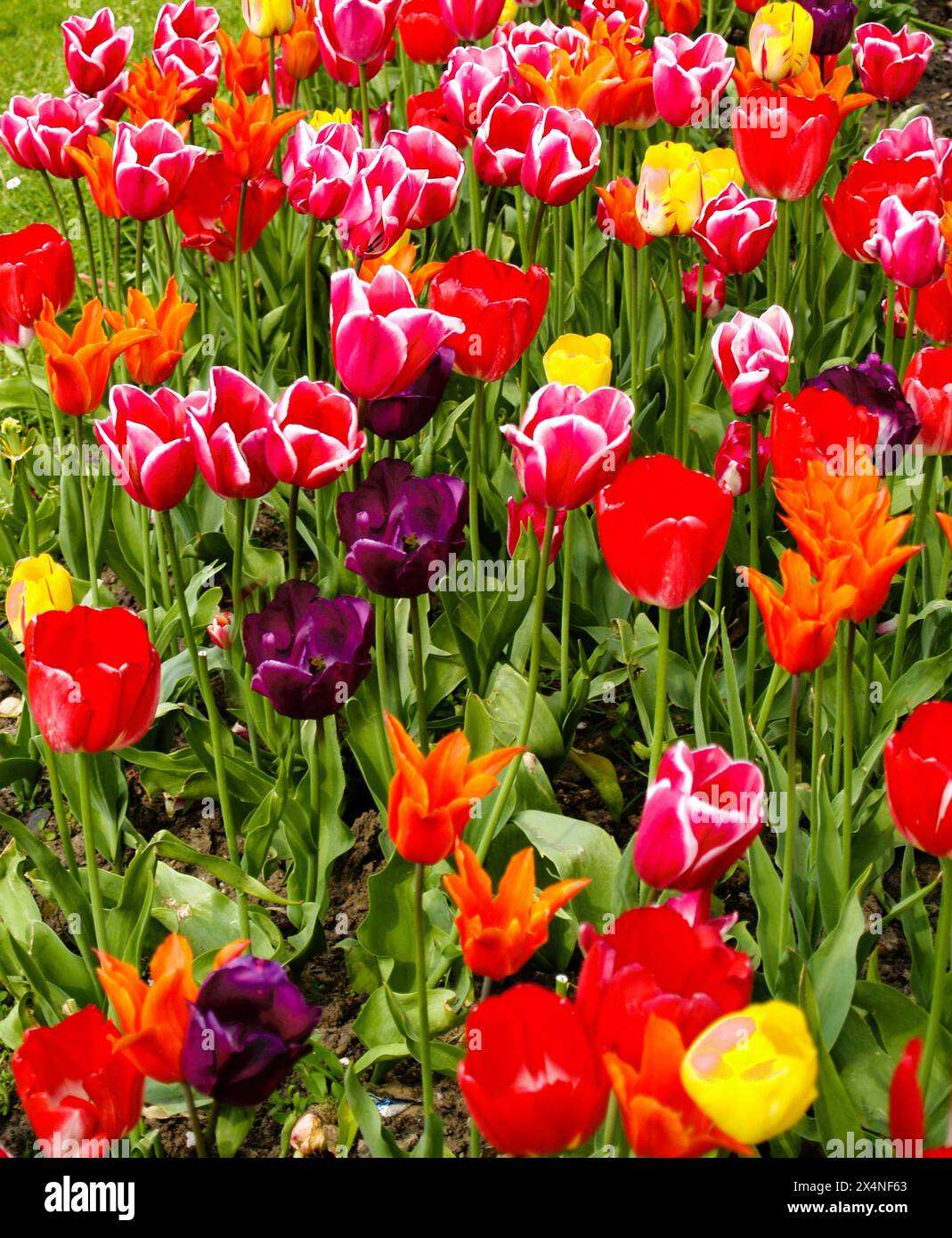 Colori primaverili con un letto di tulipani. Foto Stock
