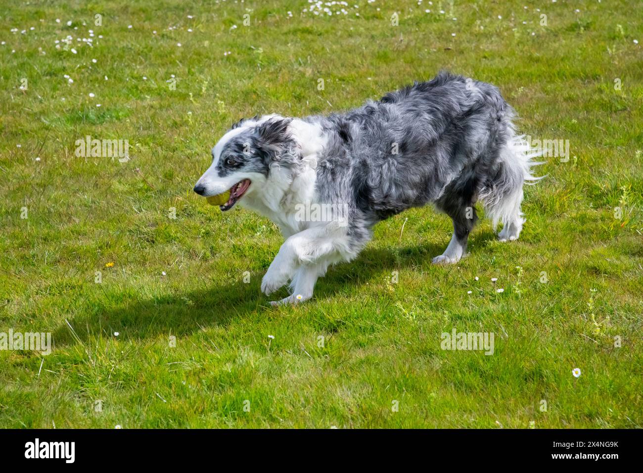 La matura Blue Merle Border Collie corre con la palla in bocca in un campo all'aperto. Foto Stock