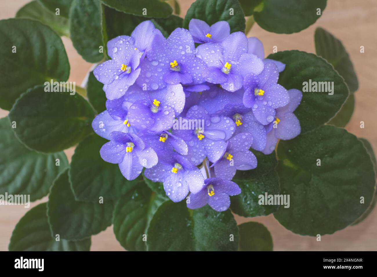Splendide violette africane Saintpaulia ionantha in una pentola dall'alto Foto Stock