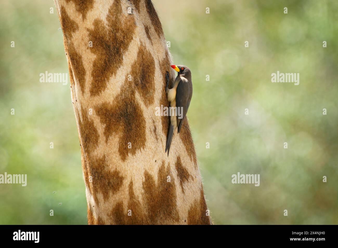 Oxpecker con fatturazione gialla - Buchagus africanus passerine uccello in Buphagidaem, nativo della savana dell'Africa sub-sahariana, simbiotico e parassita a b Foto Stock