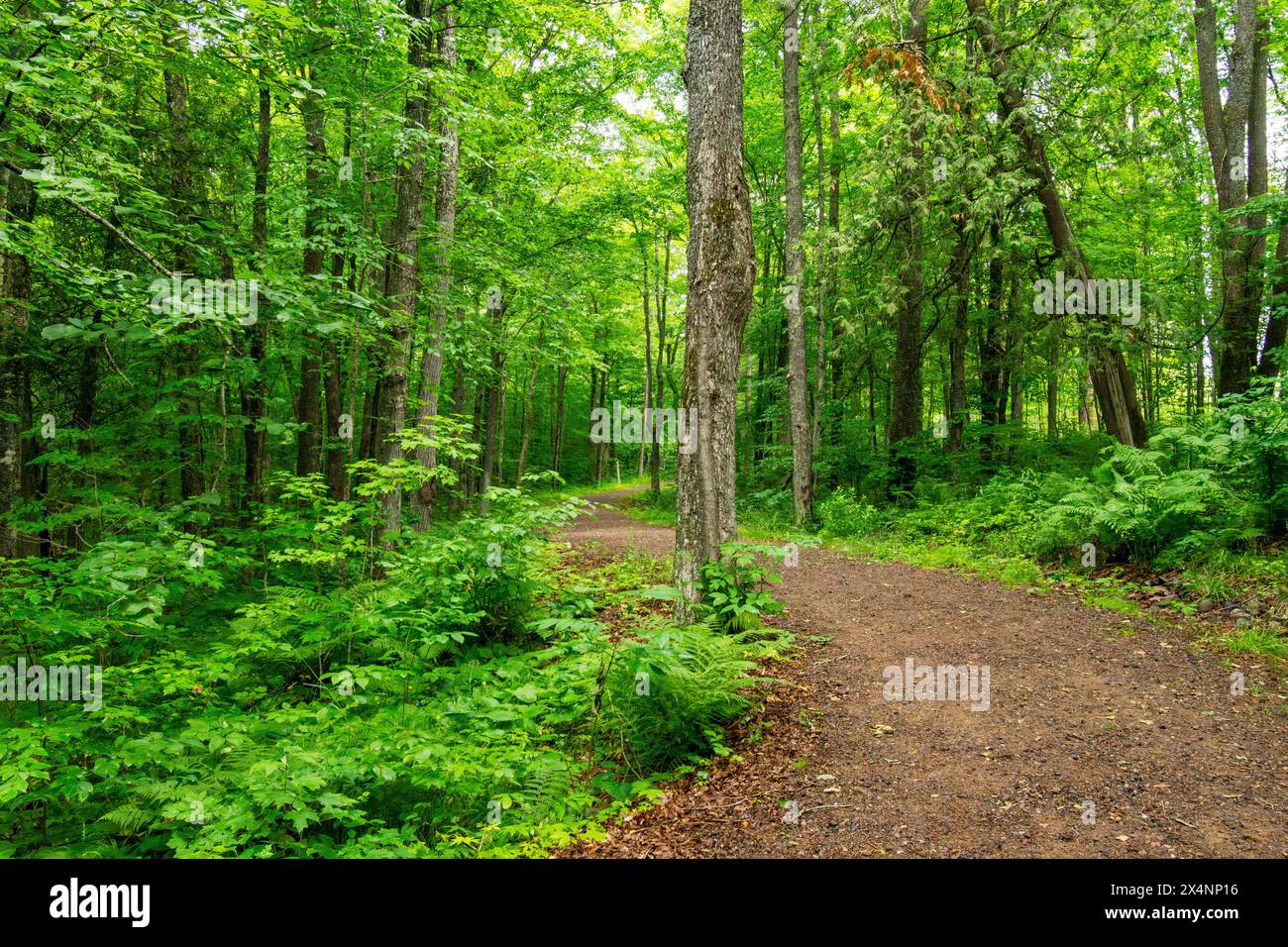 Un percorso escursionistico migliorato vaga attraverso un bosco del Wisconsin. Foto Stock