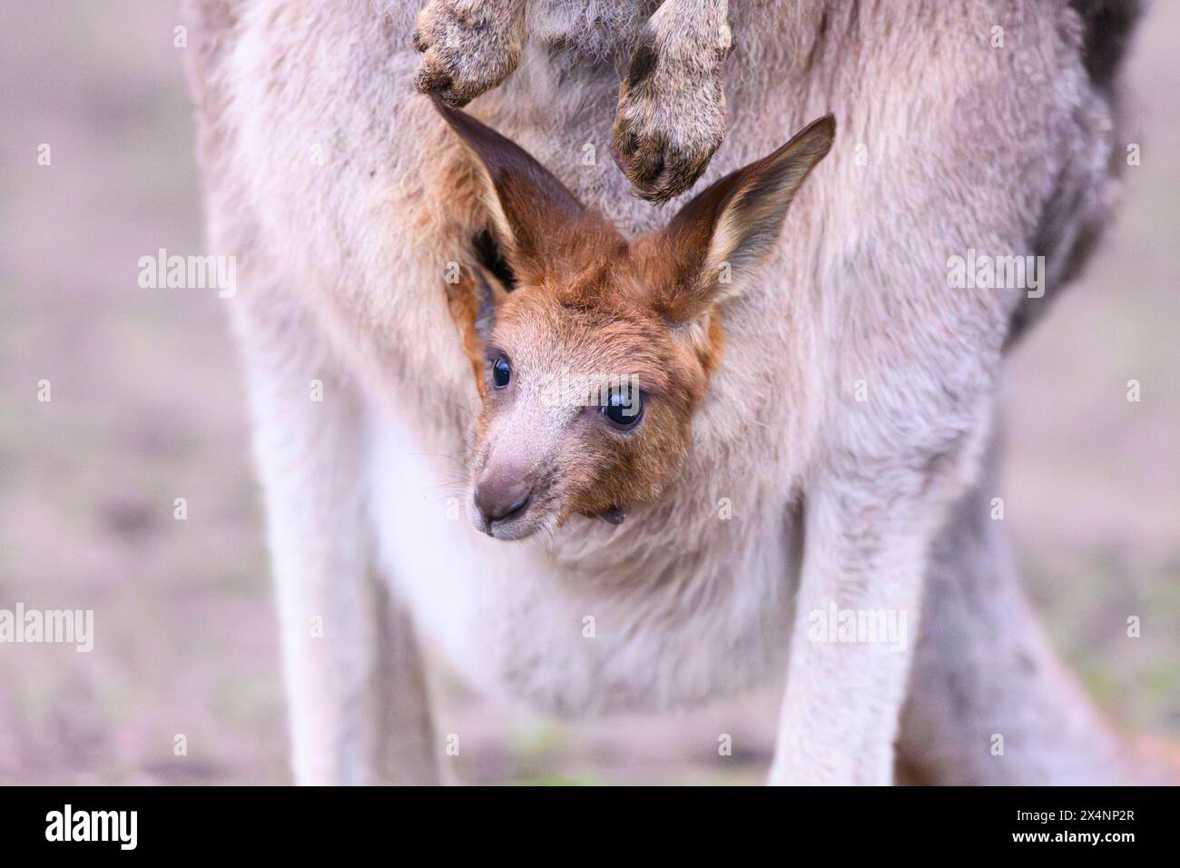 Canguro grigio orientale (Macropus giganteus) che porta un piccolo bambino nelle sue tasche, prigioniero, che si trova in Australia Foto Stock