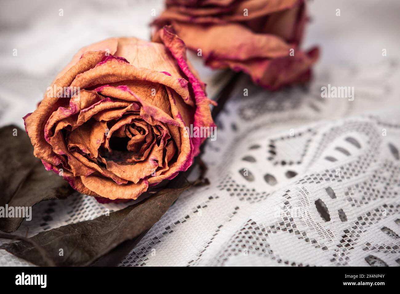 Rose rosse secche e appassite in tonalità dorate adagiate su un tessuto ricamato bianco con spazio vuoto per il testo e la messa a fuoco selettiva. Concetto di tristezza Foto Stock