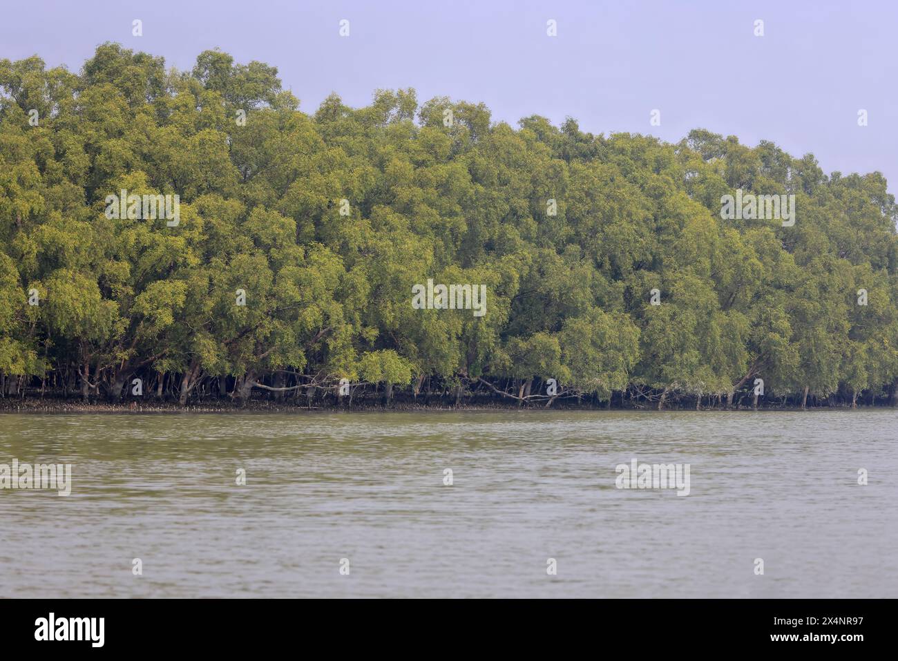 Il Sundarbans National Park è una grande foresta costiera di mangrovie, condivisa da India e Bangladesh. Foto Stock