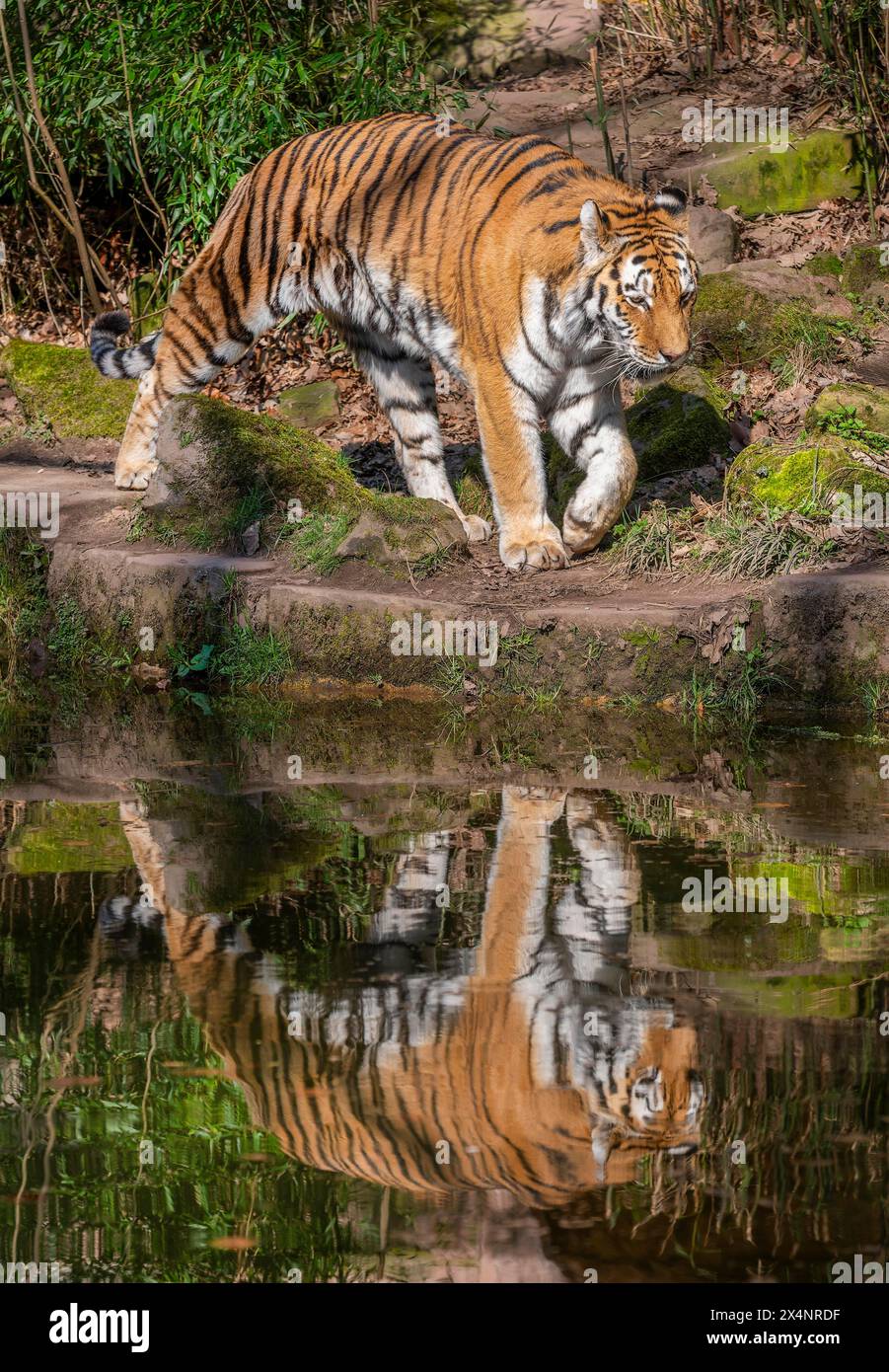 La tigre siberiana (Panthera tigris altaica) attraversa il suo territorio, che si trova nella Russia orientale, in cattività, in Germania Foto Stock