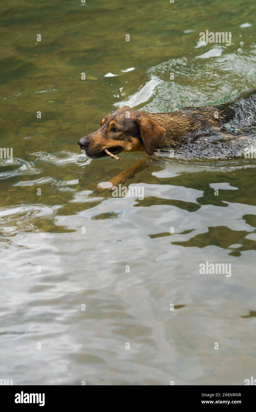 Cane che gioca in un lago cristallino con un bastone in bocca Foto Stock