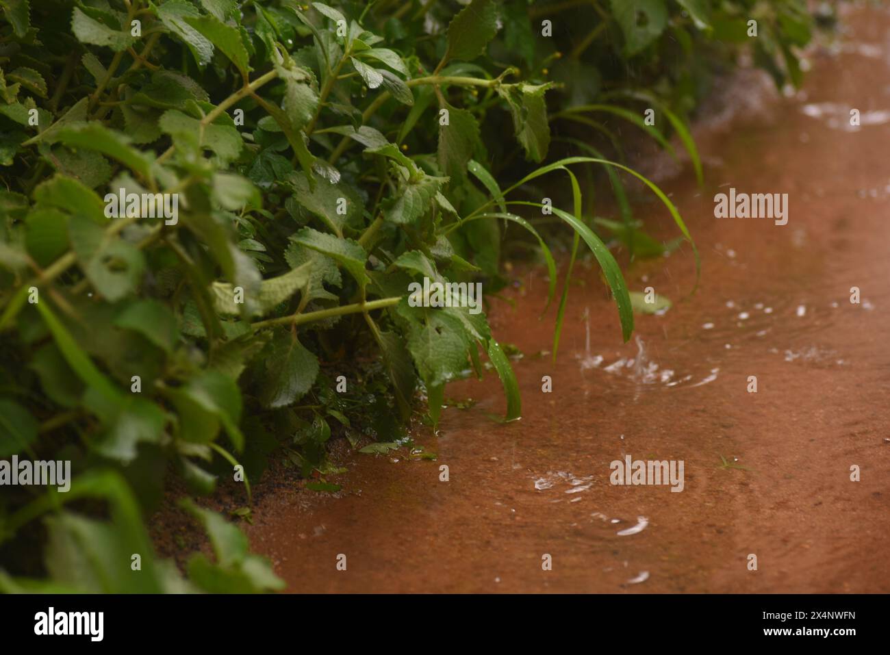 Verdi erbe lussureggianti sulla riva di un fiume africano e nigeriano Foto Stock