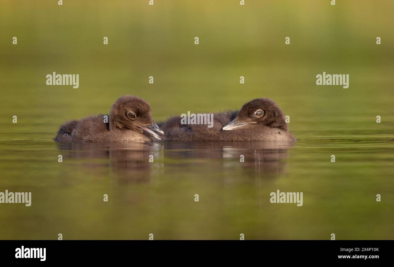 loon comune su un lago nel Maine Foto Stock