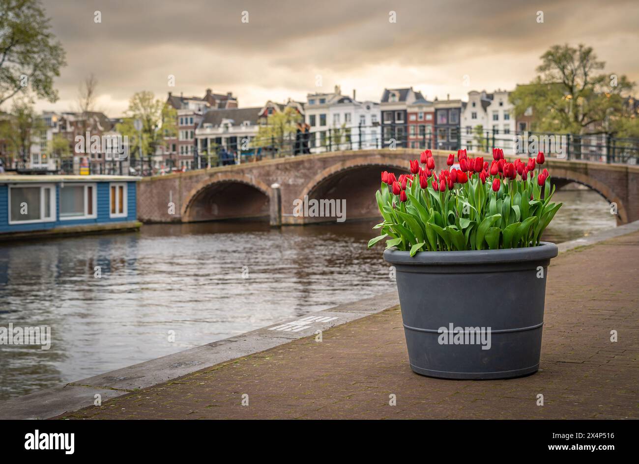 Vaso con splendidi tulipani rossi, canali di Amsterdam sullo sfondo. Messa a fuoco selettiva Foto Stock